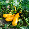 AcquaGarden Courgette 'Gold Rush'