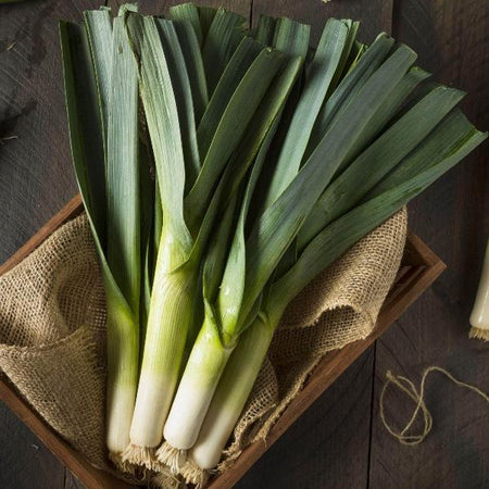 AcquaGarden Leeks 'Jolant' (Mid Cropping)