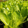 AcquaGarden Lettuce 'Cut and Come Again’