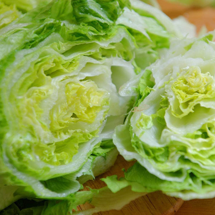 AcquaGarden Lettuce 'Iceberg’
