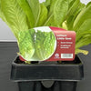 AcquaGarden Lettuce 'Little Gem'