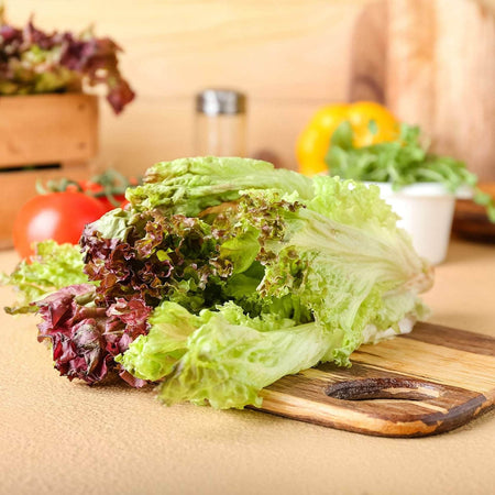 AcquaGarden Lettuce 'Lollo Rosso’