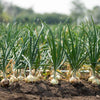 AcquaGarden Onion 'White Bulb'
