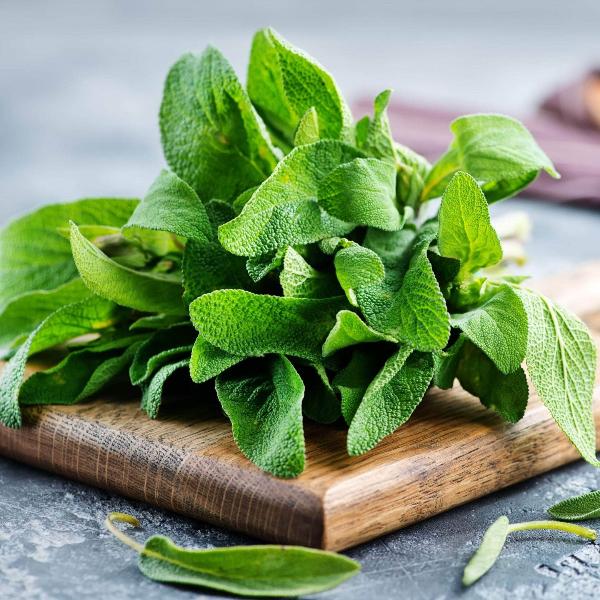 AcquaGarden Outdoor Plants English Sage