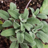 AcquaGarden Outdoor Plants English Sage