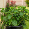 AcquaGarden Outdoor Plants Garden Mint