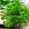 AcquaGarden Outdoor Plants Parsley 'Krausa'