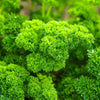 AcquaGarden Outdoor Plants Parsley 'Krausa'