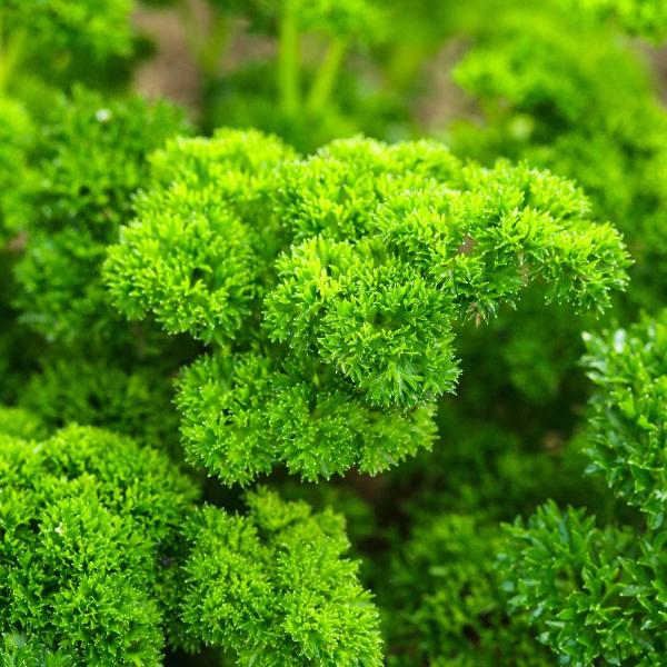 AcquaGarden Outdoor Plants Parsley 'Krausa'