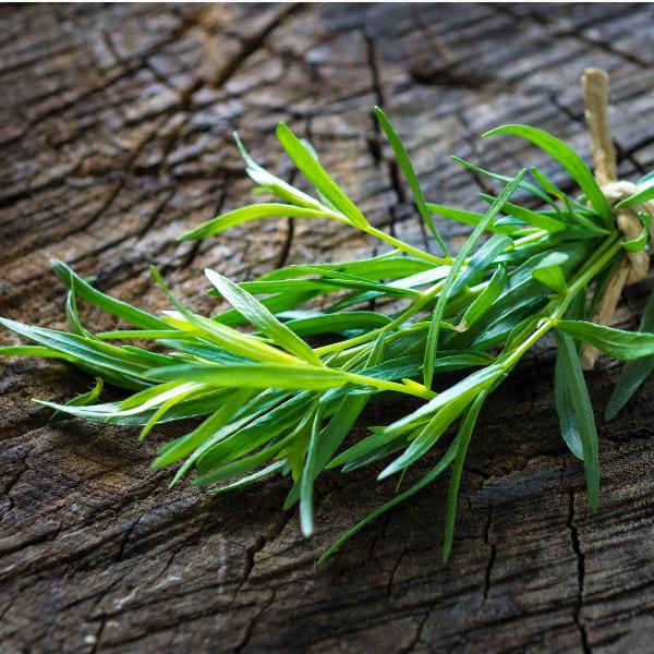 AcquaGarden Outdoor Plants Russian Tarragon