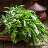 AcquaGarden Outdoor Plants Russian Tarragon