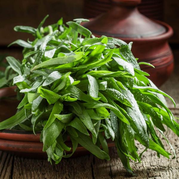 AcquaGarden Outdoor Plants Russian Tarragon
