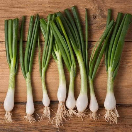 AcquaGarden Salad Onion 'White Lisbon'