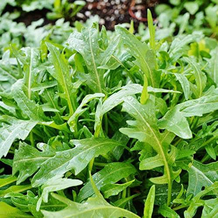 AcquaGarden Salad Rocket 'Runway'
