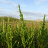 AcquaGarden Samphire