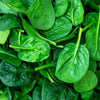AcquaGarden Spinach 'Bella'