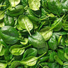AcquaGarden Spinach 'Renegade'