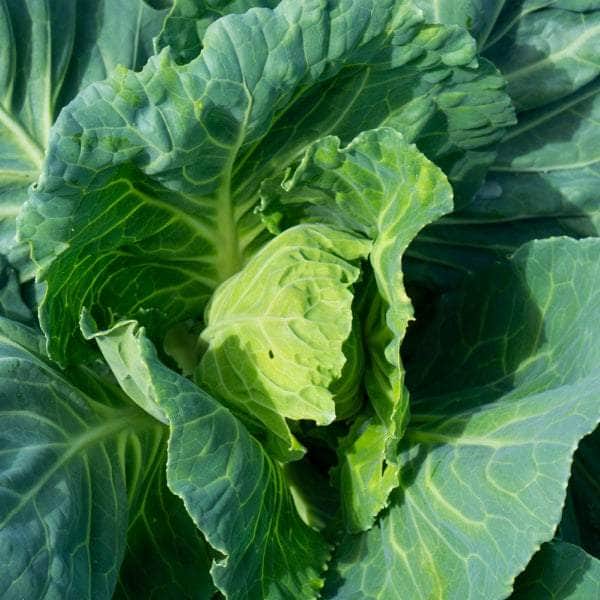 AcquaGarden Spring Greens