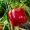 AcquaGarden Sweet Pepper 'Bellboy Red’