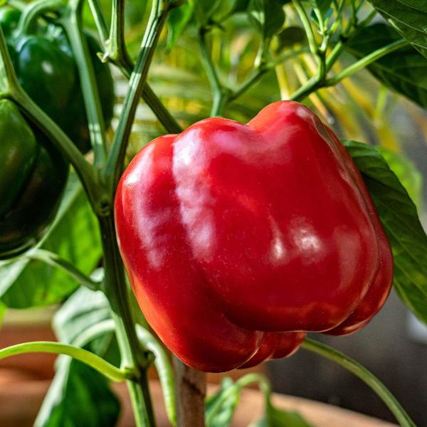AcquaGarden Sweet Pepper 'Bellboy Red’
