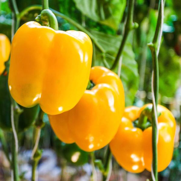AcquaGarden Sweet Pepper 'D'Asti Giallo Yellow'