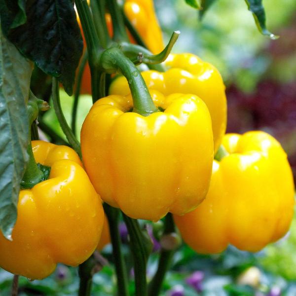 AcquaGarden Sweet Pepper 'D'Asti Giallo Yellow'