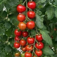 AcquaGarden Tomato 'Alicante'