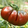 AcquaGarden Tomato 'Black Russian'
