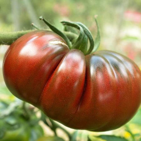 AcquaGarden Tomato 'Black Russian'