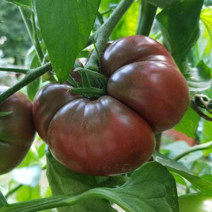 AcquaGarden Tomato 'Black Russian'