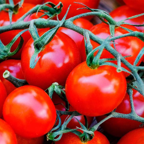 AcquaGarden Tomato 'Garden Pearl'
