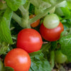 AcquaGarden Tomato 'Garden Pearl'