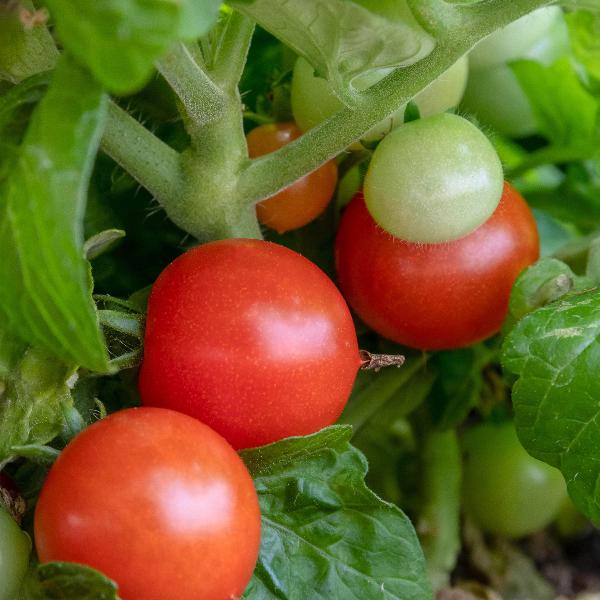 AcquaGarden Tomato 'Garden Pearl'