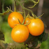 AcquaGarden Tomato 'Golden Sunrise'