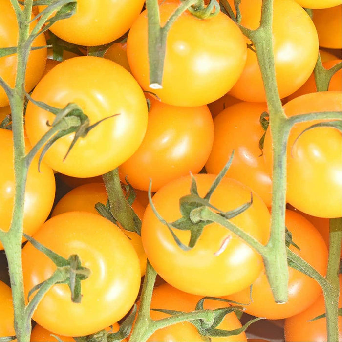 AcquaGarden Tomato 'Golden Sunrise'