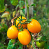 AcquaGarden Tomato 'Golden Sunrise'
