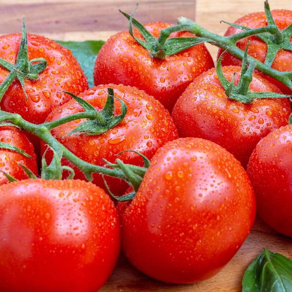AcquaGarden Tomato 'Shirley’