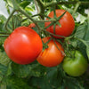 AcquaGarden Tomato 'Shirley’