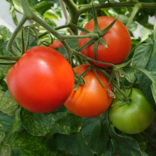 AcquaGarden Tomato 'Shirley’