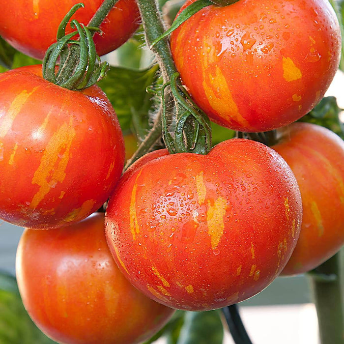 AcquaGarden Tomato 'Tigerella'