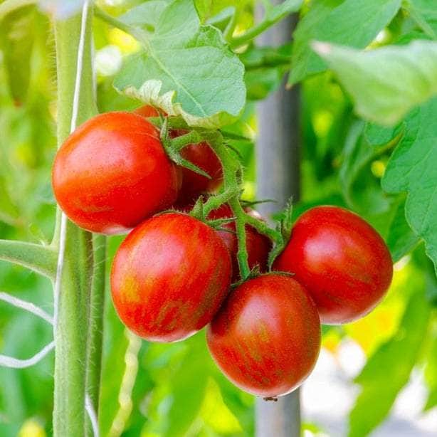 AcquaGarden Tomato 'Tigerella'