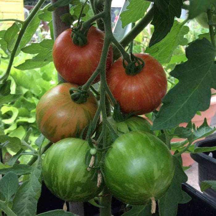 AcquaGarden Tomato 'Tigerella'