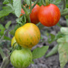 AcquaGarden Tomato 'Tigerella'