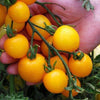 AcquaGarden Tomato 'Tumbling Tom Yellow’