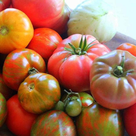 AcquaGarden Tomato 'Vintage Wine'