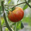 AcquaGarden Tomato 'Vintage Wine'