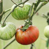 AcquaGarden Tomato 'Vintage Wine'